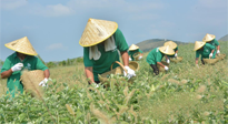 【今日資訊】乘時(shí)代東風(fēng) 南陽艾產(chǎn)業(yè)蓬勃發(fā)展